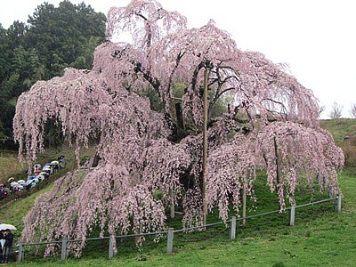 三春の桜